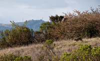 California Jackrabbit (Lepus californica)