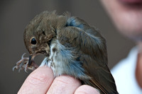 Juvenile Western Bluebird (Sialia mexicana)