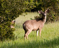 Young Buck, Blacktailed Deer
