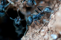 Worker Ants