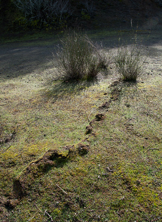 Mole Track
