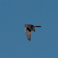 American Kestrel (Falco sparverius) in Flight