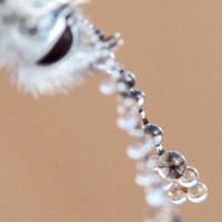 Dewdrop Lenses on Butterfly Antennae (2)