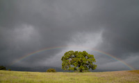 Full Rainbow over the Oak