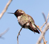 Male Anna's Hummingbird (Calypte anna)