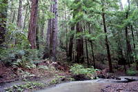 Redwoods, Ferns, and Butano Creek