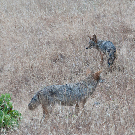 Two Coyotes (Canis latrans)