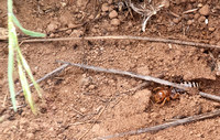 Jerusalem Cricket (Stenopelmatus ssp) with Ants, under Plywood