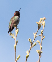 Anna's Hummingbird (Calpte anna)