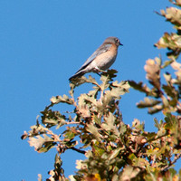 Western Bluebird (Sialia mexicana) in Valley Oak