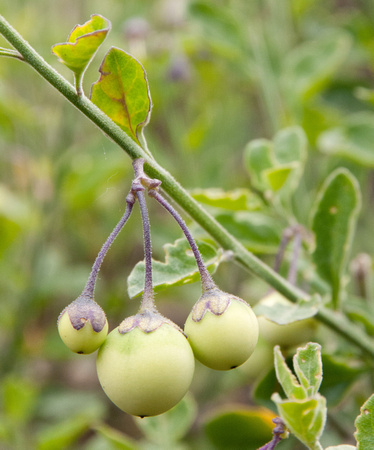Seeds of Blue Witch Nightshade (Solanum umbelliferum) ?