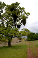 Valley Oak with Mistletoe
