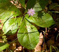 Western Star Flower (Trientalis latifolia)