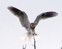 Young White-tailed Kite (Elanus leucurus) Landing