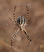 Underside of Banded Garden Spider (Argiope trifasciata)