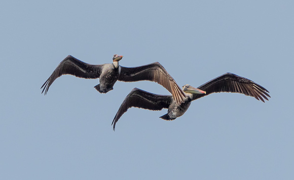 Two Brown Pelicans (Pelecanus occidentalis)