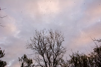 Storm of American Robins (Turdus migratorius)