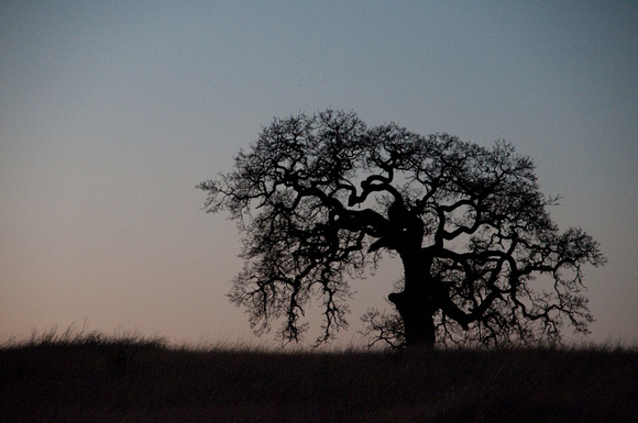 Lonely Oak at Dusk