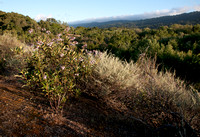 Yerba Santa (Eriodictyon californicum) in the Chaparral