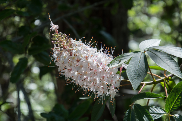 Flowers of California Buckeye (Aesculus californica)