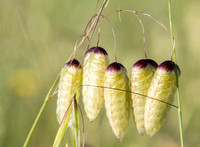 Five Seeds of Rattlesnake Grass (Briza maxima)