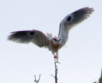 Young White-tailed Kite (Elanus leucurus) Landing