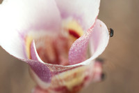 Clay Mariposa Lily (Calochortus argillosus) from Above