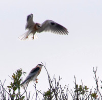Young White-tailed Kite (Elanus leucurus) lands near Another