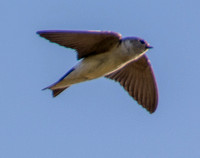 Swallow H in Flight