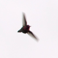 Anna's Hummingbird (Calypte anna) in Flight