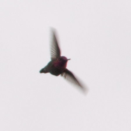 Anna's Hummingbird (Calypte anna) in Flight