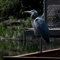Great Blue Heron on Searsville Dam