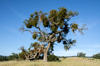Valley Oak (Quercus lobata) with Mistletoe