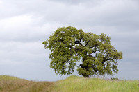 Lonely Valley Oak in Springtime
