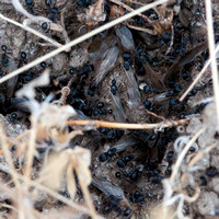 Winged Female & Male Harvester Ants (Messor andrei) Leave the Nest