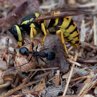 Yellowjacket and Harvester Ant (Messor andrei) Feed on Grasshopper Carcass