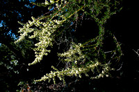Chamise in Bloom (Adenostoma fasciculatum)