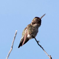 Male Anna's Hummingbird (Calypte anna), Singing