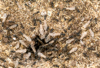 Winged Harvester Ants (Messor andrei) Leaving Nest