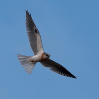 Young White-tailed Kite (Elanus leucurus) in Flight