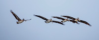 Four Pelicans