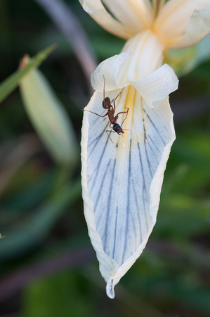 Carpenter Ant (Camponotus sp.) on white Iris petal.