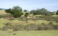 Grassland, Chaparral, Oaks