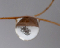 Dewdrop with Image of Valley Oak