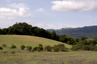 Grassland, Oaks, Windy Hill