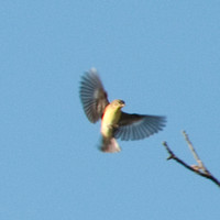 Bird in Flight
