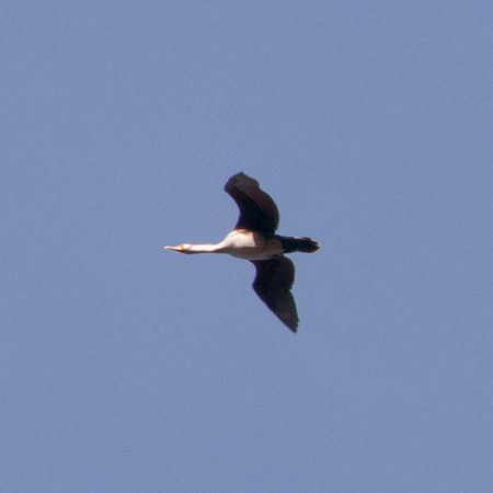 Young Double-crested Cormorant (Phalacrocorax auritus) in Flight
