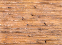 Ants under Plywood -- Tapinoma sessile, the Banana Cream Pie Ant?