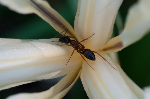 Carpenter Ant (Camponotus sp.) at center of white Iris