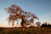 Lonely Oak after Dawn